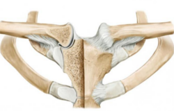 Рентген грудино ключичного сочленения что показывает. 6824521ba8d9b943ae17488e4ec7e42d. Рентген грудино ключичного сочленения что показывает фото. Рентген грудино ключичного сочленения что показывает-6824521ba8d9b943ae17488e4ec7e42d. картинка Рентген грудино ключичного сочленения что показывает. картинка 6824521ba8d9b943ae17488e4ec7e42d. Акромиально-ключичное сочленение – часть плечевого сустава. Благодаря ему осуществляется соединение лопатки с ключицей, что обеспечивает движение рук вверх, двигательные акты в плече. При артрозе акромиально-ключичного сочленения (АКС) происходит дегенеративное изменение тканей, ограничивается функциональность верхних конечностей. Весь патологический процесс сопровождается ухудшением состояния больного, снижением качества жизни. Рентген грудино ключичного сочленения что показывает. 6824521ba8d9b943ae17488e4ec7e42d. Рентген грудино ключичного сочленения что показывает фото. Рентген грудино ключичного сочленения что показывает-6824521ba8d9b943ae17488e4ec7e42d. картинка Рентген грудино ключичного сочленения что показывает. картинка 6824521ba8d9b943ae17488e4ec7e42d. Акромиально-ключичное сочленение – часть плечевого сустава. Благодаря ему осуществляется соединение лопатки с ключицей, что обеспечивает движение рук вверх, двигательные акты в плече. При артрозе акромиально-ключичного сочленения (АКС) происходит дегенеративное изменение тканей, ограничивается функциональность верхних конечностей. Весь патологический процесс сопровождается ухудшением состояния больного, снижением качества жизни.